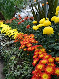 Massed orange and yellow mums at 2016 Allan Gardens Conservatory  Fall Chrysanthemum Show by garden muses-not another Toronto gardening blog