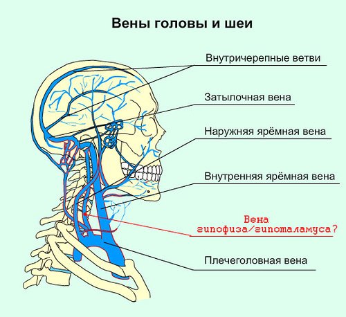 Что такое яремная вена у человека и где они находятся