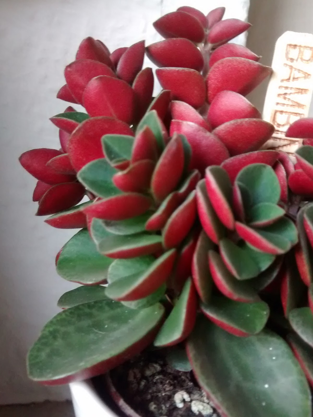 Pflanze Blatt Oben Grün Unten Rot Vorgarten: Zimmerpflanze Blätter oben grün unten rot