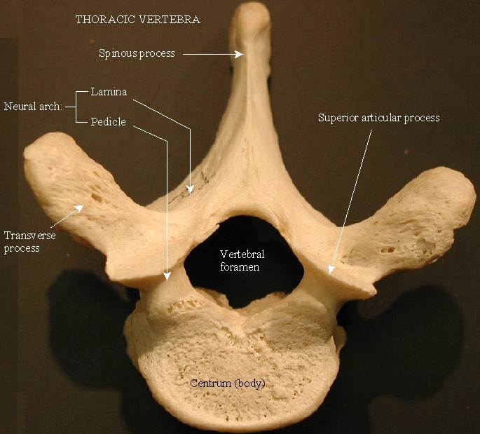Revision for SPM subjects: Form 5 Locomotion and Support (SPM Question)