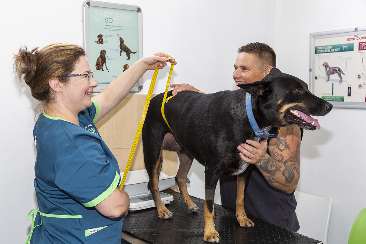 Greencross Vets Introduces New Services for Dog Owners Australian Dog Lover