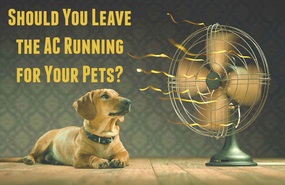 Should You Leave the AC Running In Your Home for Your Pets? Pawsitively Pets