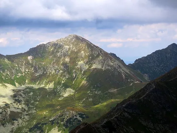 Rohacz Płaczliwy rohacz placzliwy