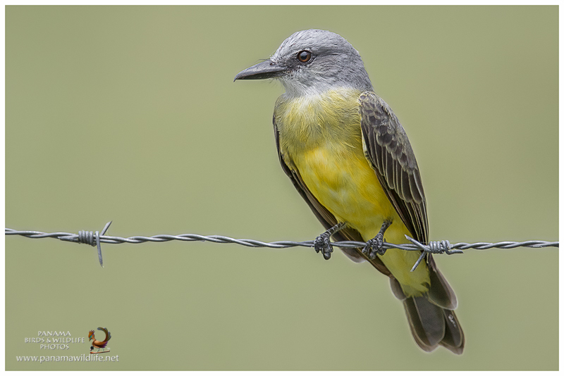 Pechiamarillos, the yellow underpants birds of Panama