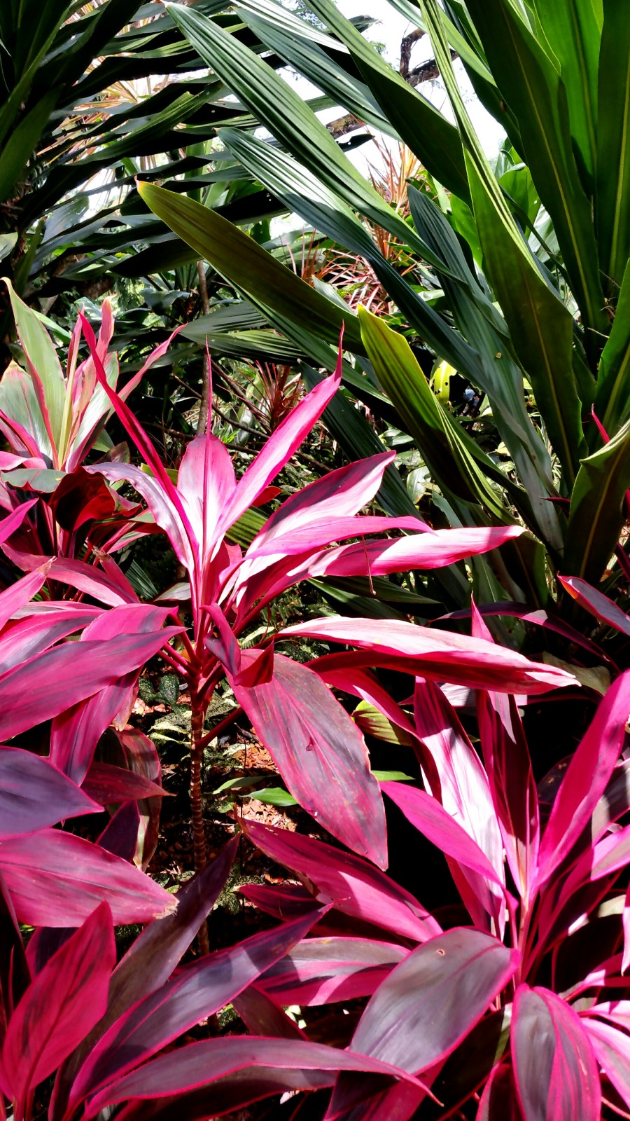 Botanic Garden Singapore Botanischer Garten Singapur