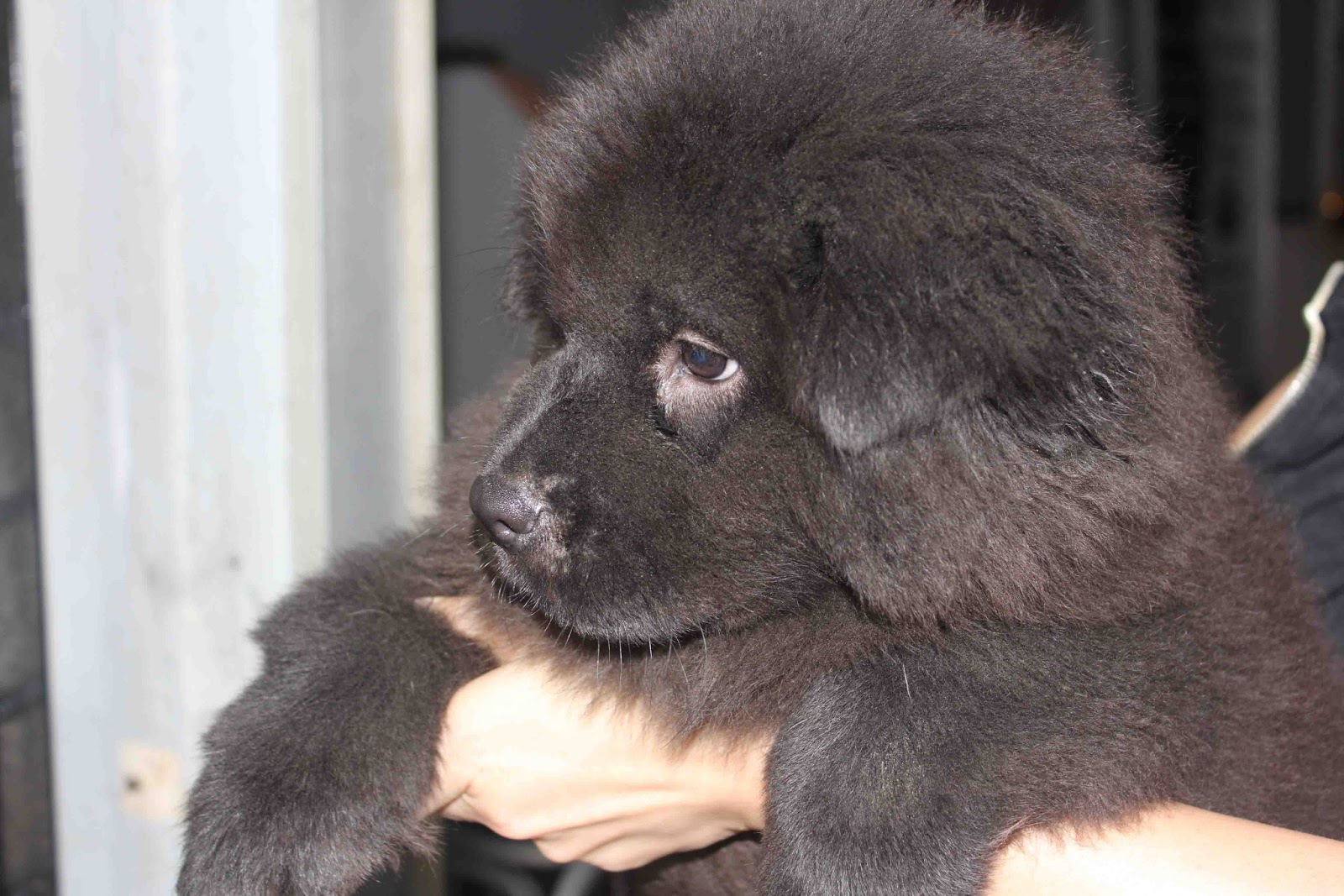 LovelyPuppy Black Chow Puppy Update