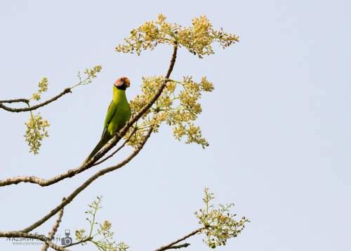Indian birds - Photo of Blossom-headed parakeet - Psittacula roseata