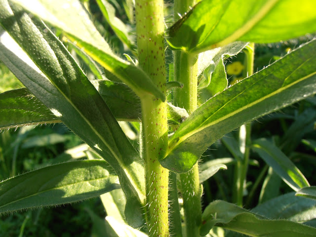 VIBORERA: Echium plantagineum