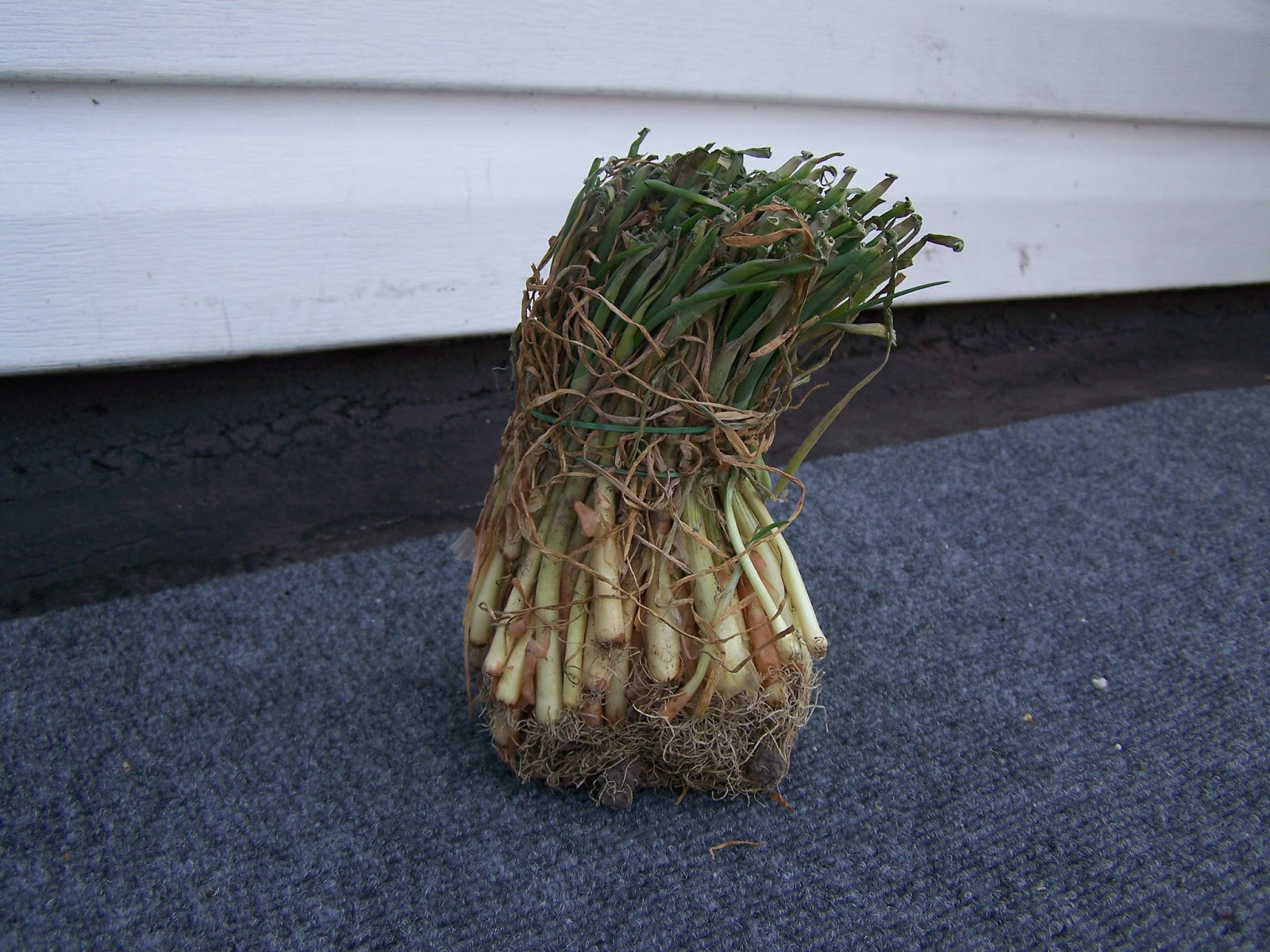 Captive Roots Planting Onions in Containers