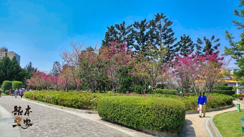 中正紀念堂櫻花花況3月28日拍攝|中正紀念堂賞櫻地圖|原生櫻花區-大漁櫻-山櫻花-重瓣緋寒櫻