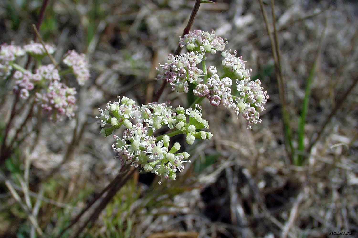 Las flores silvestres de Hormaza Selinum pyrenaeum