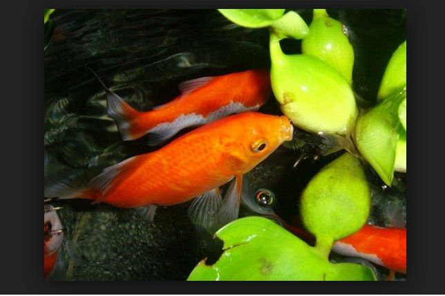 Cara Merawat Ikan Komet Dalam Akuarium Yang Benar Infoikan Com