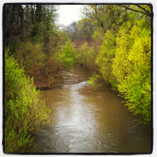 Hopfensprossen und Knoblauchrauke - Kubiena - Kochblog Hopfensprossen und Knoblauchrauke - Kubiena - Kochblog