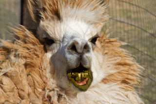 Alpaca showing his teeth preparing to spit.