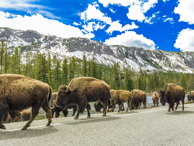 Yellowstone National Park