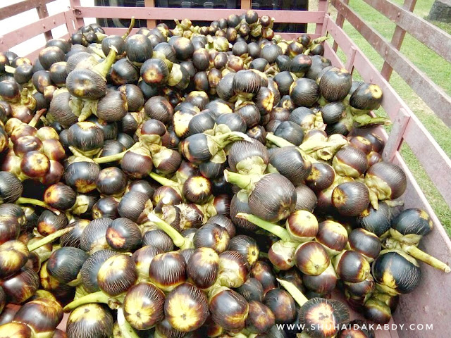 Kelapa Laut Man Java | Open Order Pasar Ramadhan 2019 Kelapa Laut Man Java | Open Order Pasar Ramadhan 2019, Kelapa Laut Man Java, Kelapa Laut