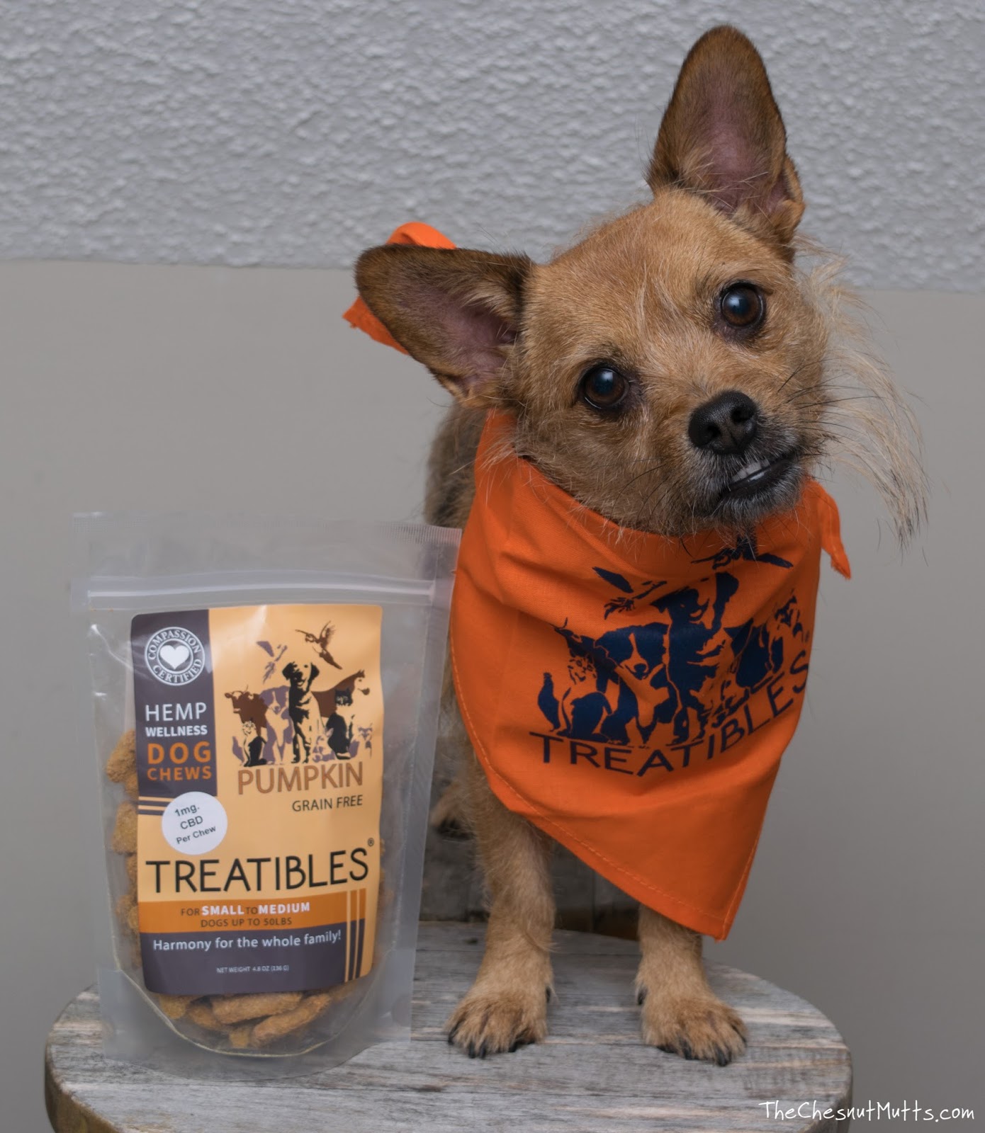 Review & Giveaway How to Help Pet Anxiety Naturally with CBD