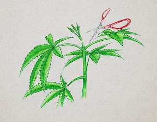 poda apical marihuana poda apical marihuana