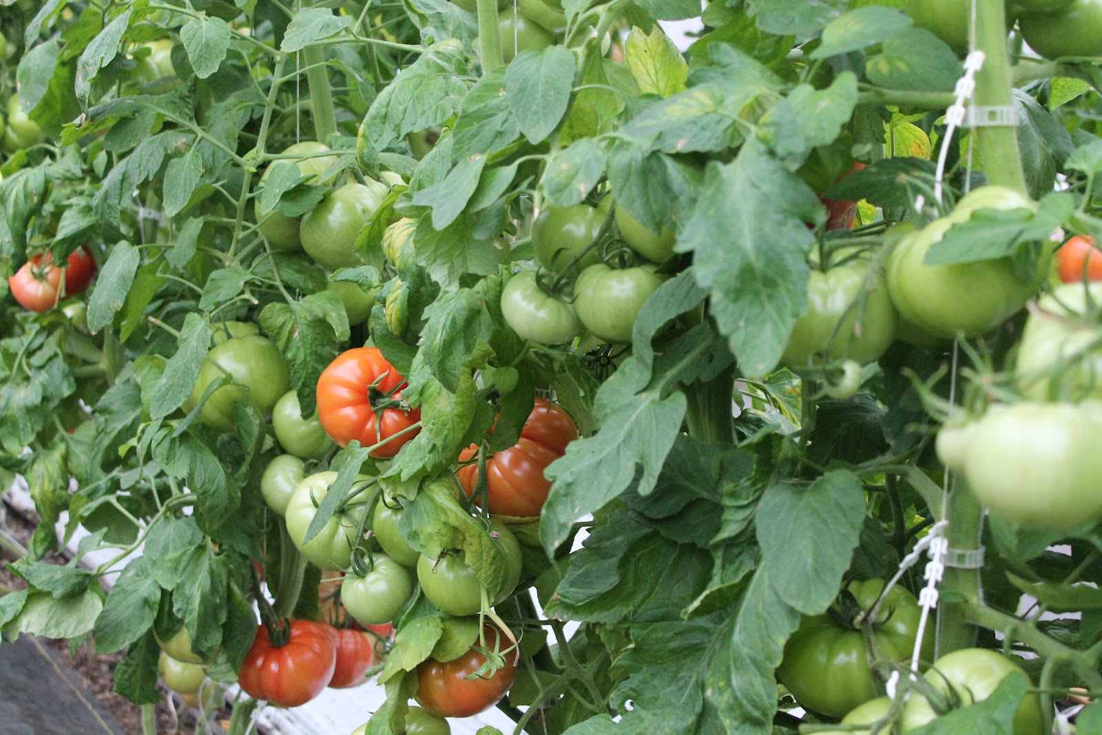 Flying Tomato Farm The Growing Season's in Full Swing