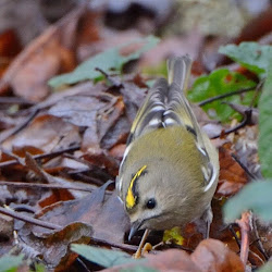 Goldcrest (Regulus regulus)