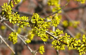 yellow spring cornellian cherry flower buds by garden muses: a Toronto gardening blog