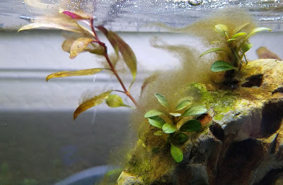 Algae in a new planted betta tank
