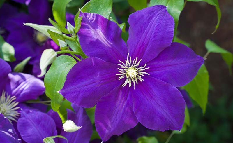 Growing clematis on a fence, does clematis grow well in pots