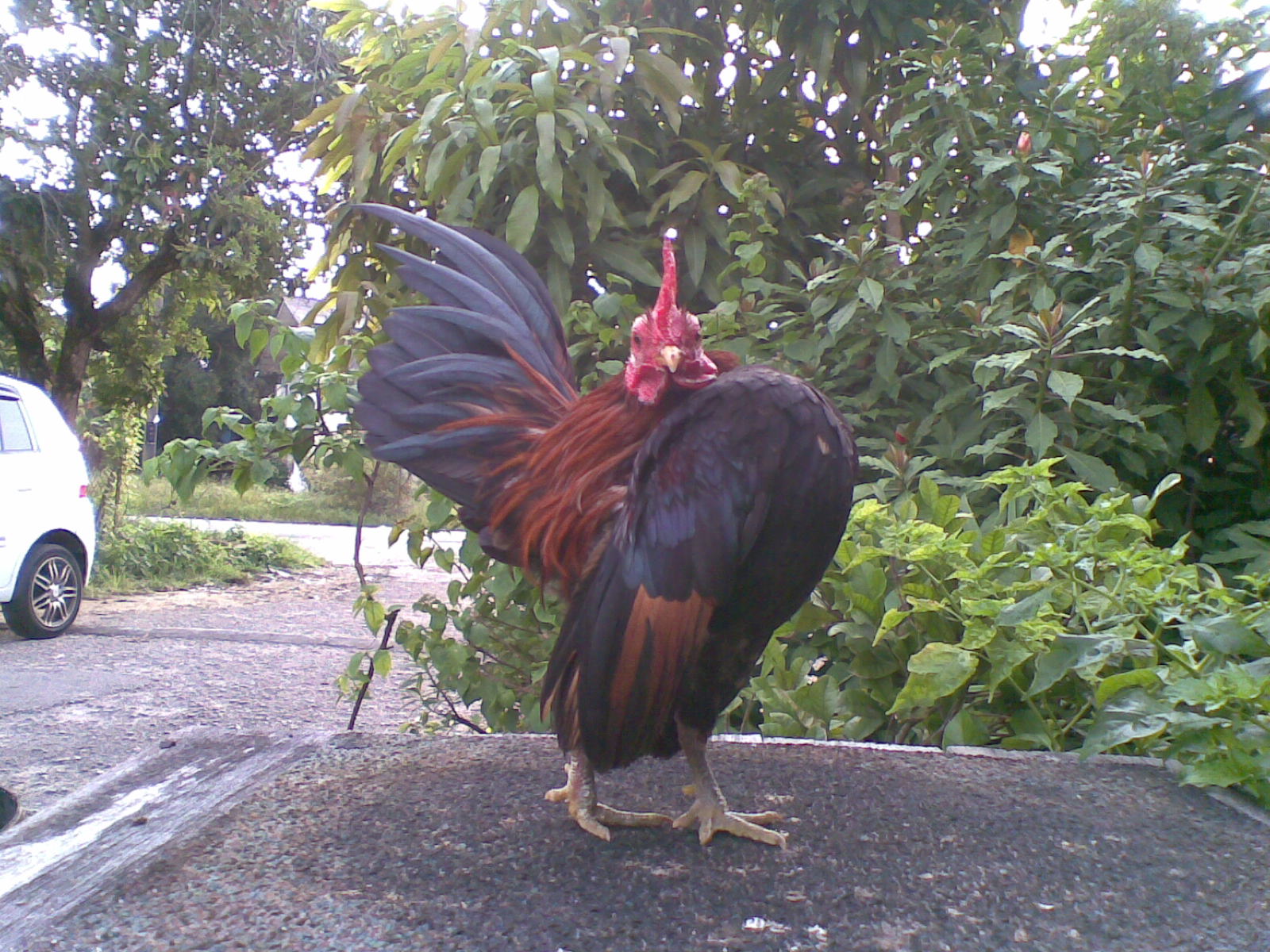 SERAMA BINTANG Ayam abemat Panji edisi II..(2)