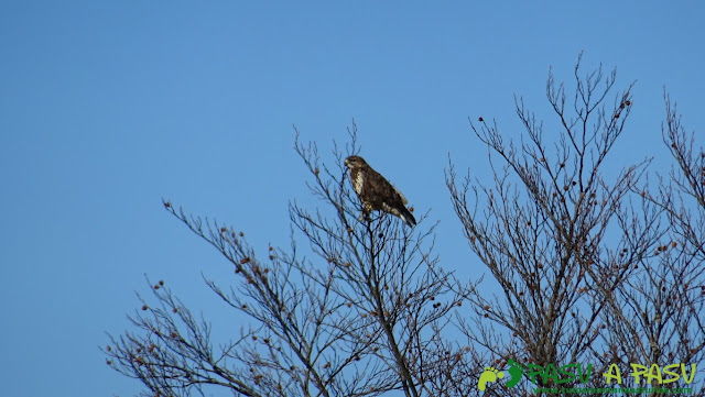 Aguilucho en Colla Cantu