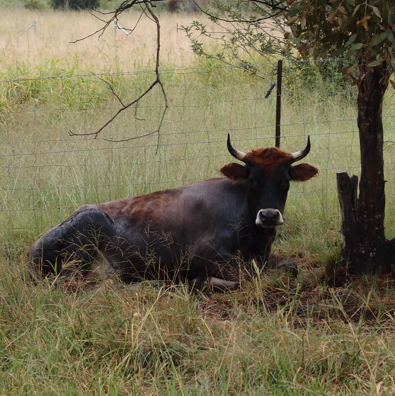 eight acres: three day sickness in cattle