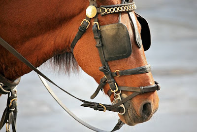  Horse with blinkers