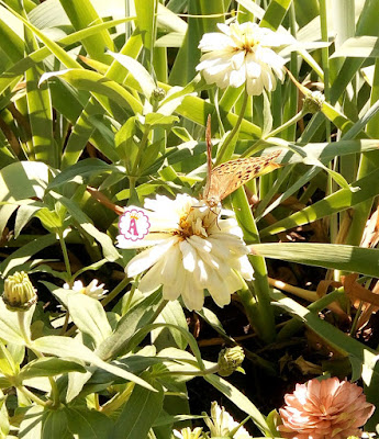 Красивая бабочка на белом цветке в Болгарии