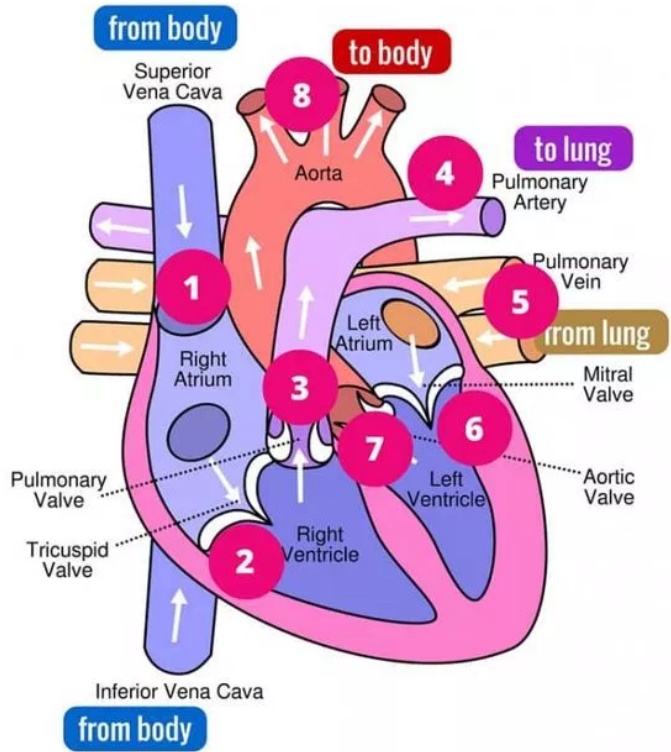 Healthcare & Health solution What is a Vein and Artery