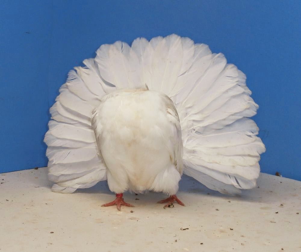Fancy Pigeon Breeds Black and White English Fantail Pigeon