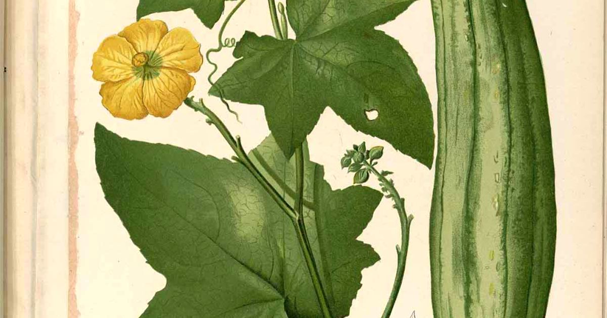 Bay Breeze Soap And now....The Loofah. A short history.