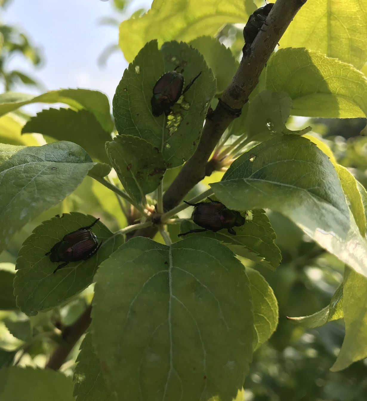 Home Orchard Management Royal Oak Farm Orchard It's July and