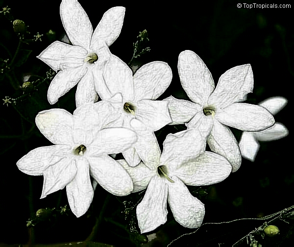 AFSANA ZIA: JUI FLOWER