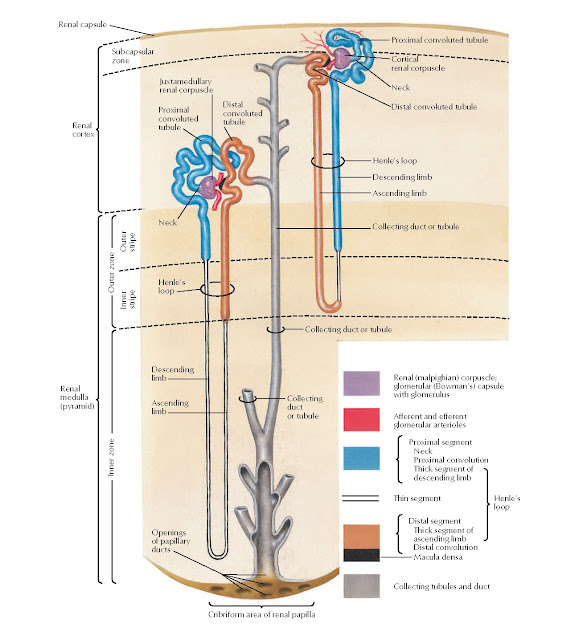 Nephron and Collecting Tubule: Schema Anatomy