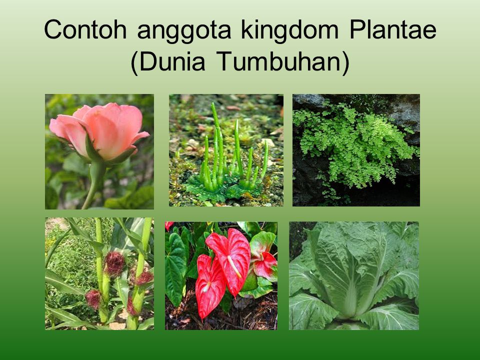 education ict biology: PLANTAE
