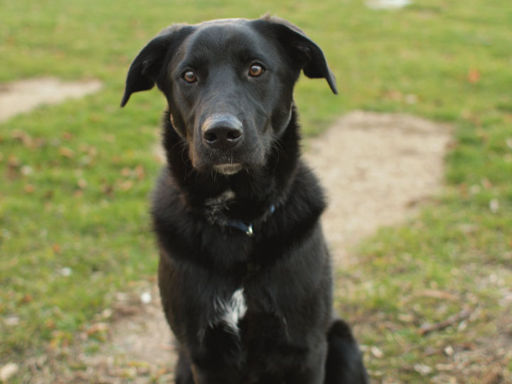Cute Dogs: Cute Black Labrador retriever