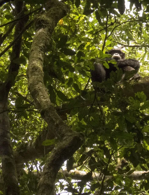Chimp sitting in a tree in Uganda