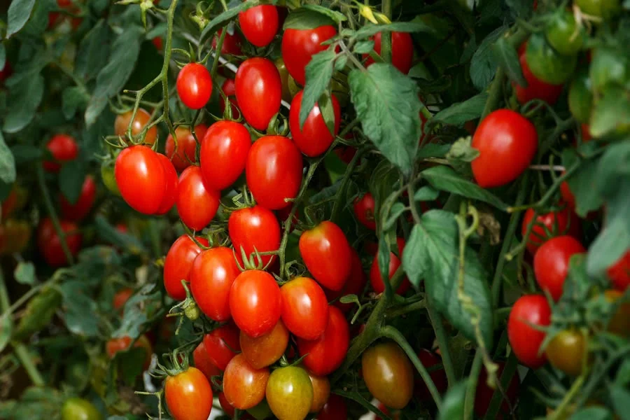 Growing Grape Tomatoes In Pots - Featured Image
