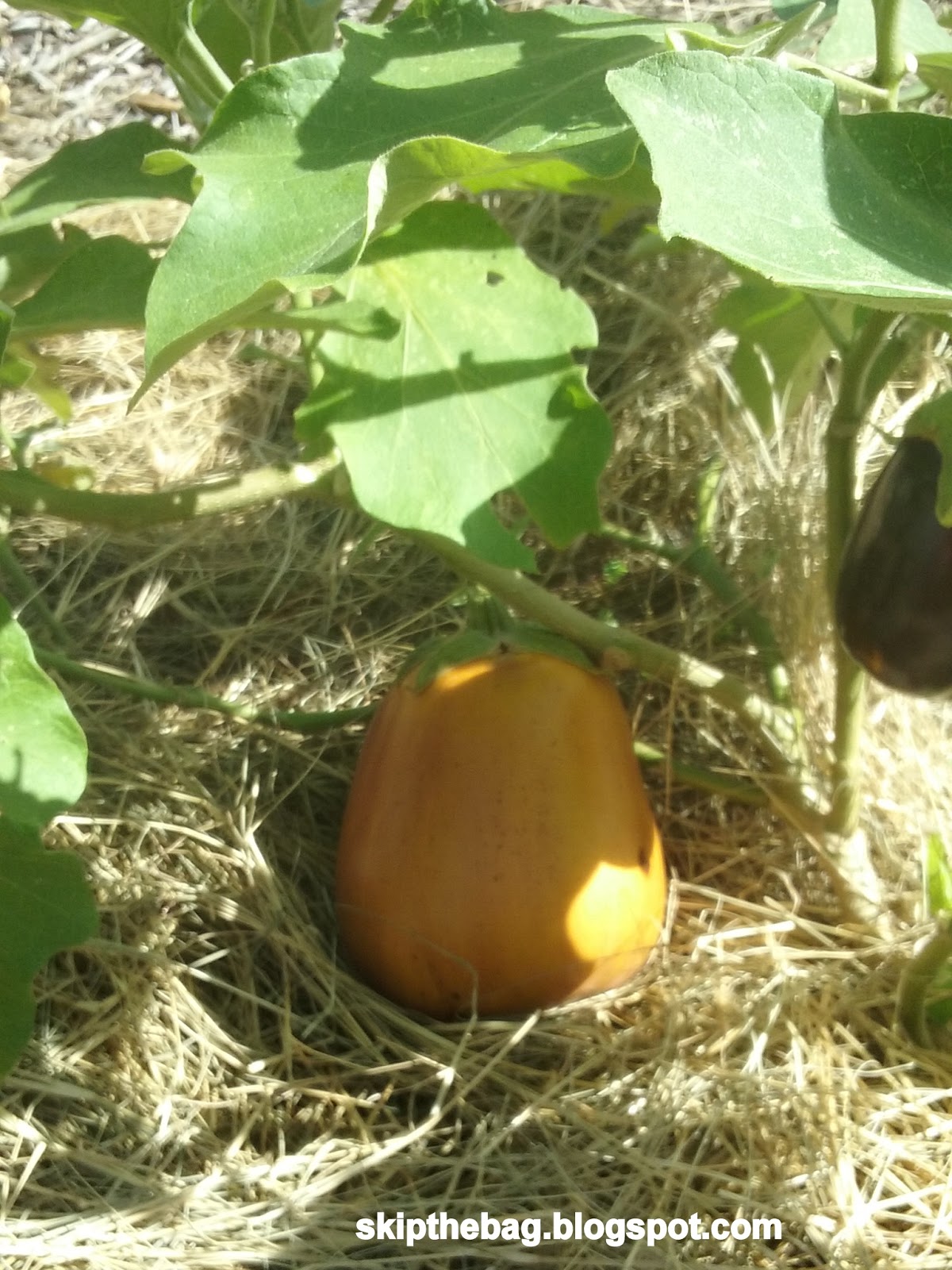 Skip The Bag When to Harvest Eggplant + Eggplant Parmesan Recipe