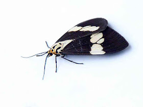 butterfly, Udaspes folus
