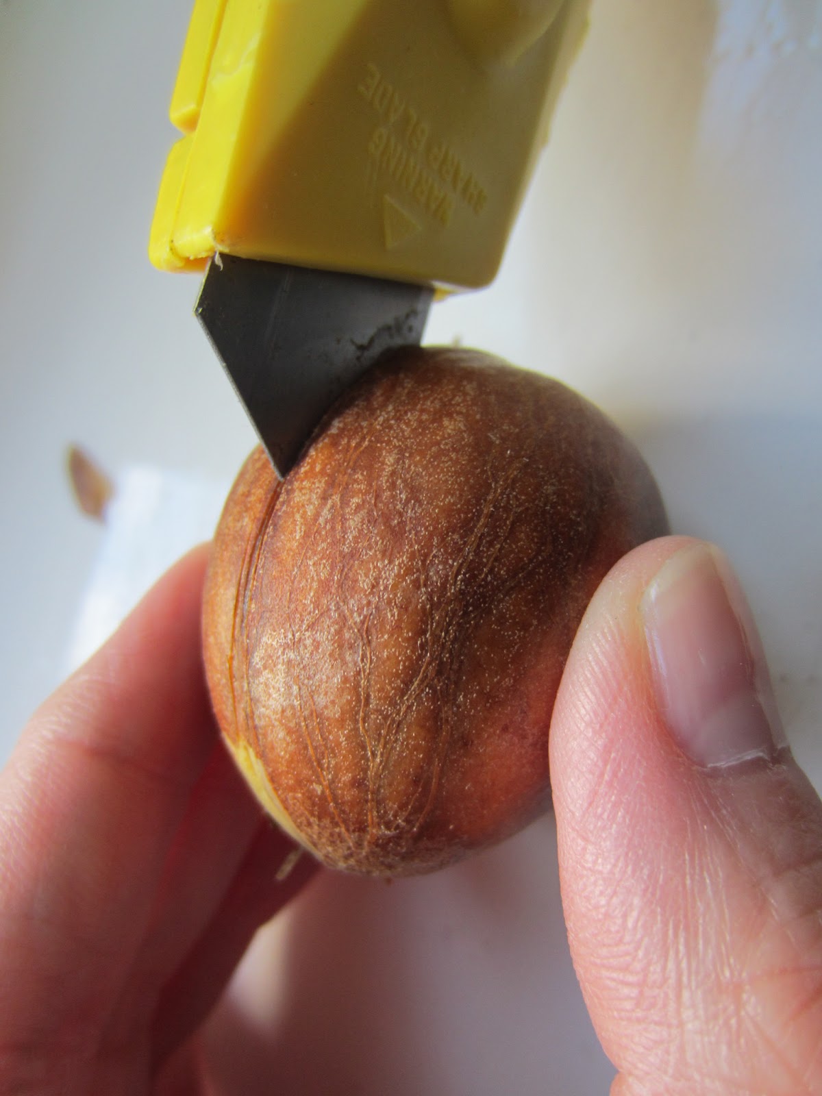 Crafts for the Skint Avocado Seed Jewellery