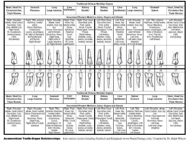 Dentistry Health: Tooth Meridian Chart
