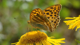 Argynnis (Argynnis) paphia male DSC60606