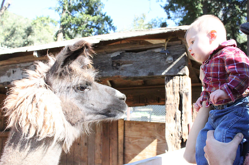 thegoltrys Oak Glen Petting Zoo and The Pumpkin Patch...