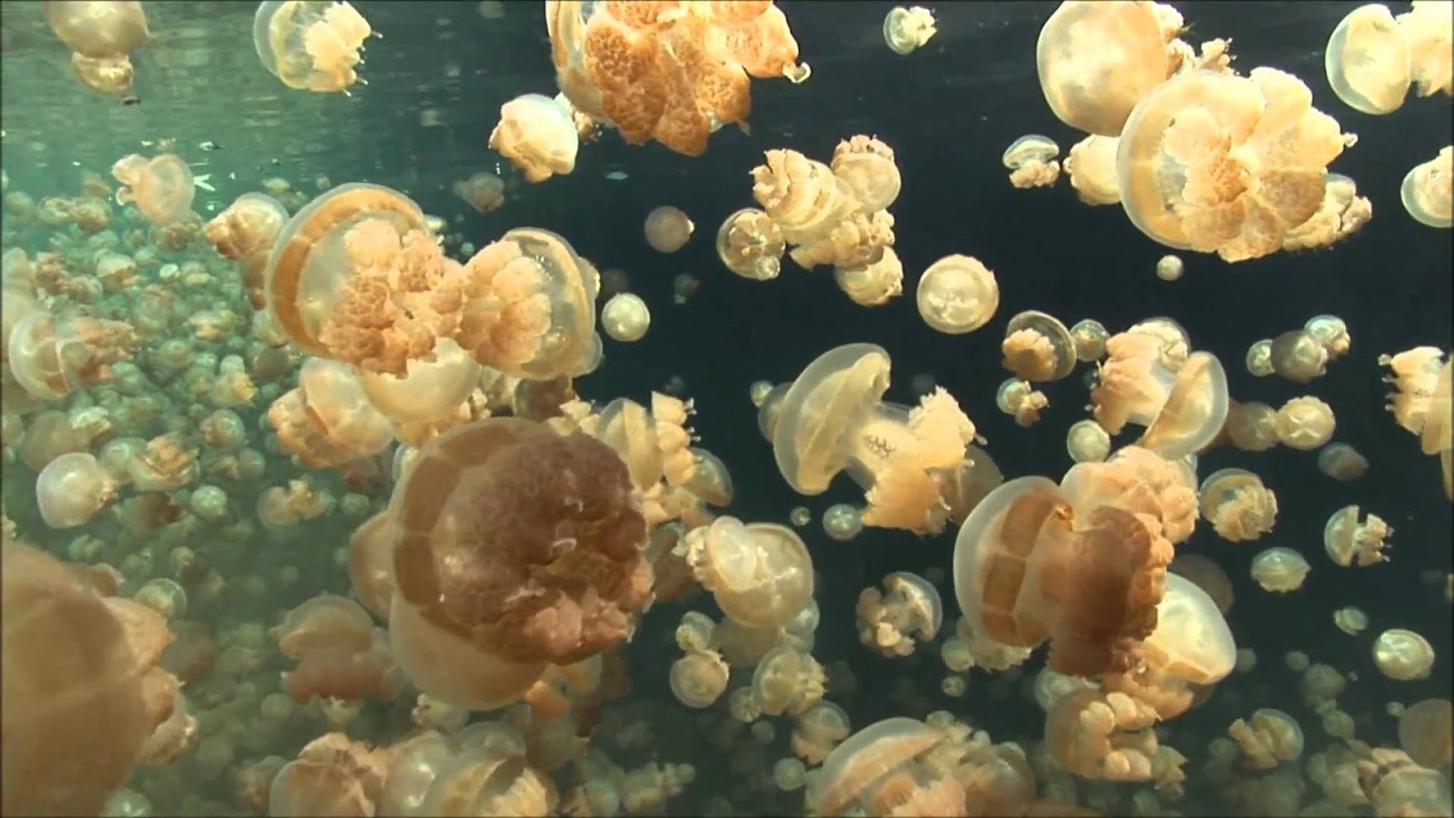 Jellyfish Lake Earth Blog