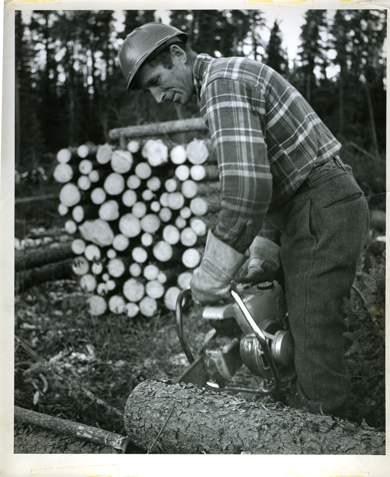 Is Selective Logging Really Sustainable? The Shocking Truth - 61dnelx